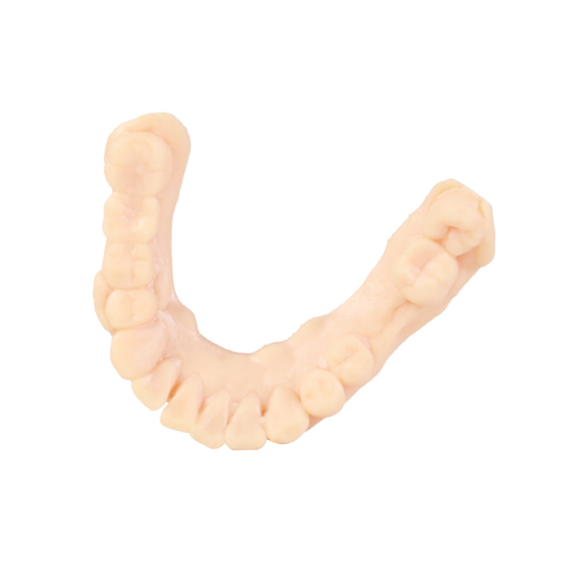 3D Printer Resin, Dental Model, Skin color